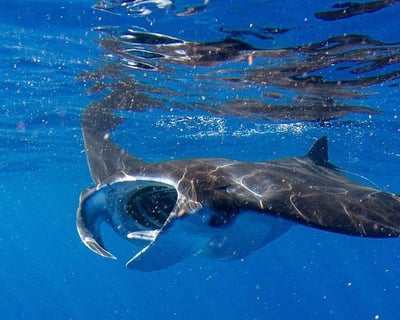 Morning Manta Ray Snorkel & Whale Watch in Kailua-Kona