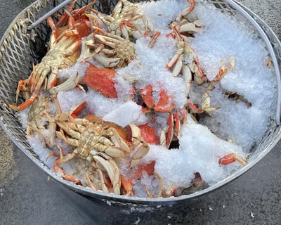 Dungeness Crabbing Trip From Hammond