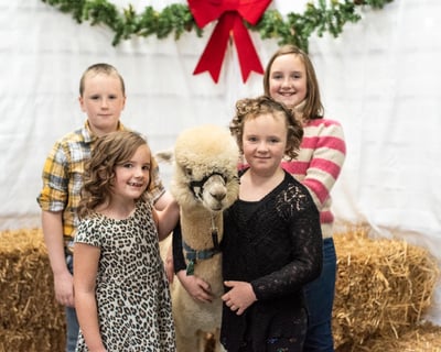 Holiday Alpaca Photo Session in Two Rivers