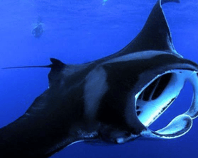 Manta Ray Night Snorkeling Tour in Kailua-Kona