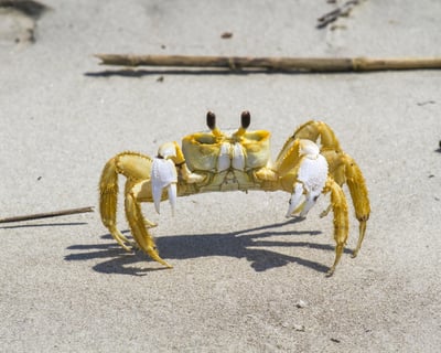 Guided Beach Walk on Tybee’s North Beach with Center Admission