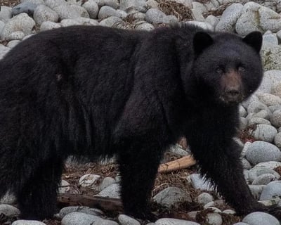 Bear & Whale Watching Cruise in Ketchikan