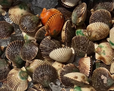 Scalloping Snorkel Tour in Crystal River