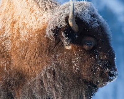 Private Winter Wildlife Safari in Jackson Hole