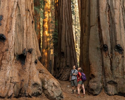 Private Guided Sequoia Tour of Giant Forest
