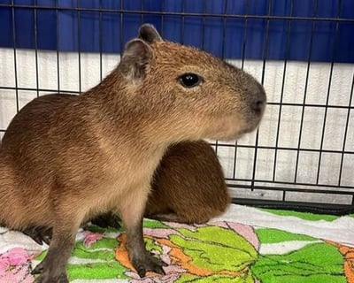 Capybara and Friends Encounter