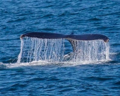 San Diego 3-Hour Whale Watching Charter