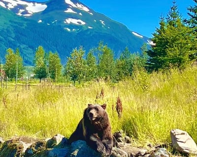 Alaska Wildlife Conservation Center Tour From Anchorage