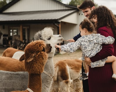 Self-Guided Alpaca Ranch Visit in Wisconsin Dells