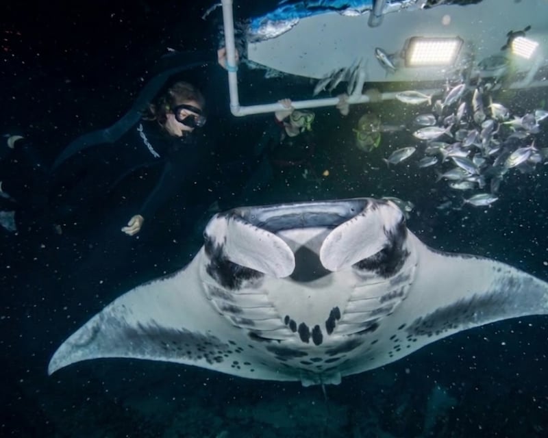 Manta Ray Night Snorkel Charter in Kona