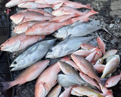 Red Snapper Fishing Charter in Naples