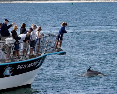 Private 2-Hour Dolphin Cruise in Pensacola Beach