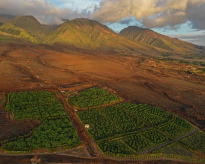 Lahaina Cacao Farm Tour with Tasting