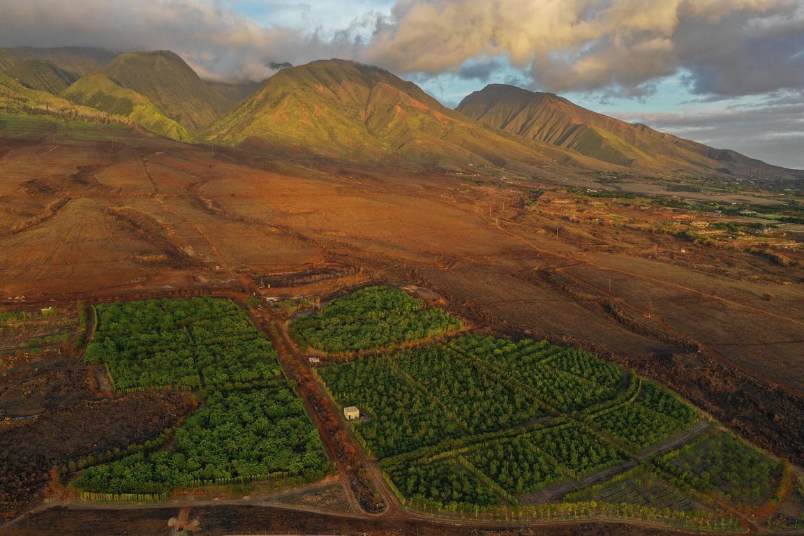Exclusive Guided Cacao Farm Tour