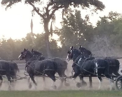 Clydesdale Dinner Show in Dunnellon