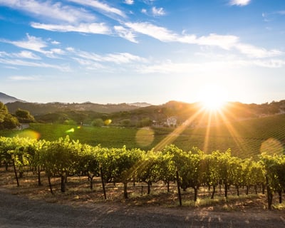 Private Full-Day Napa Valley Wine Tour