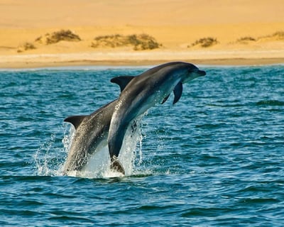 Private Dolphin Tour in Pensacola