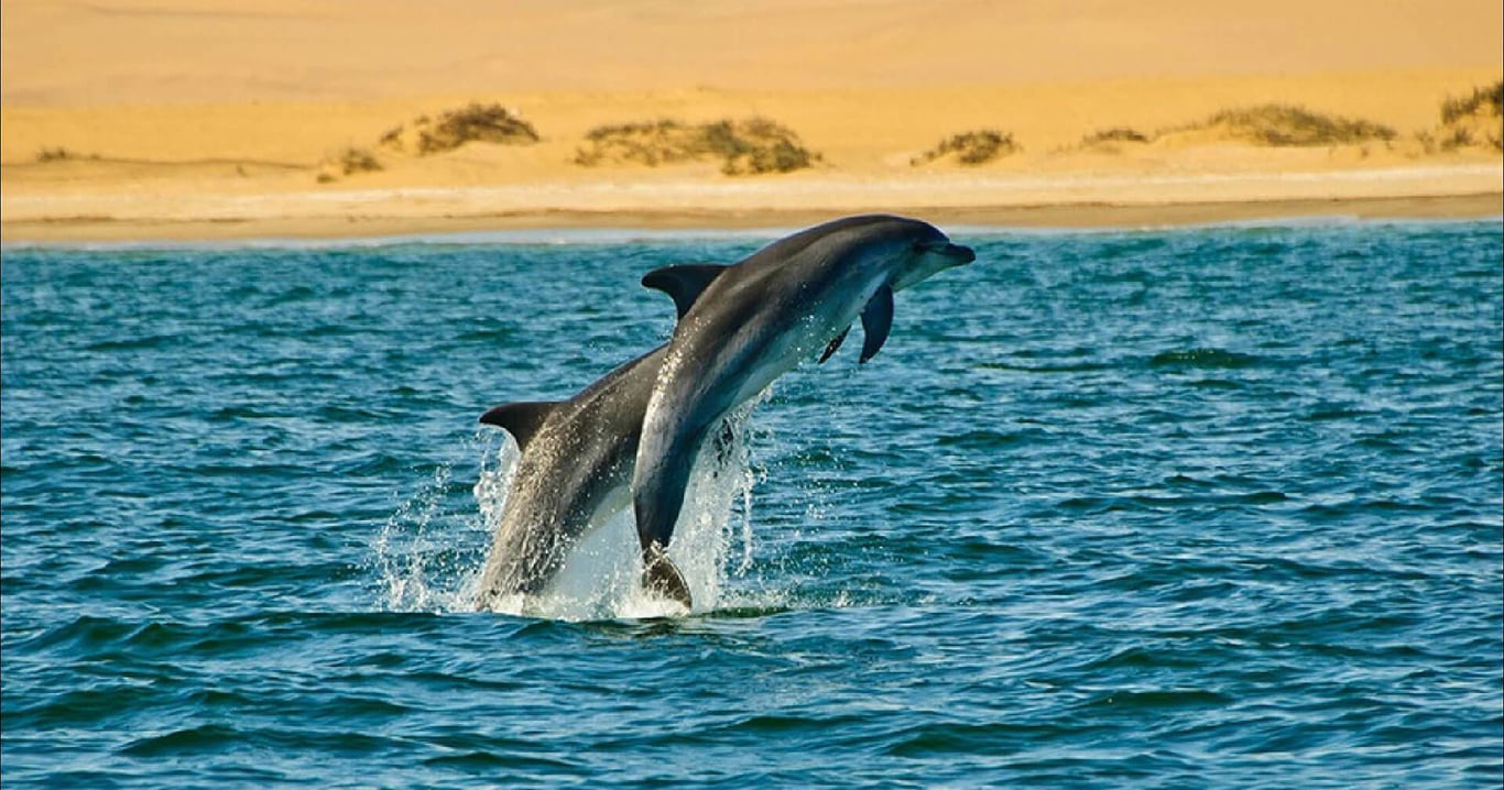 Private Dolphin Tour in Pensacola