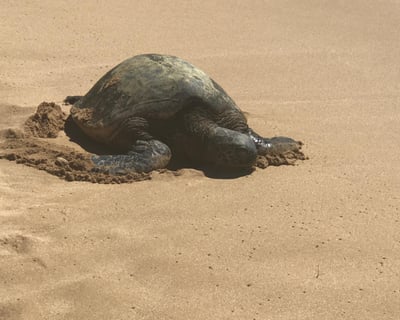 Explore Oahu Highlights Guided Island Tour