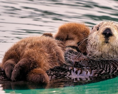 Kachemak Bay Wildlife Cruise