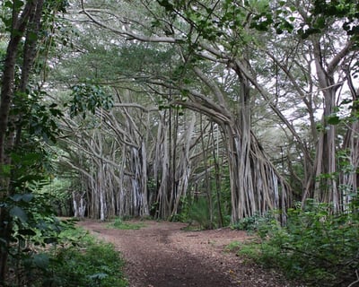 Customize a Private Oahu Island Tour From Honolulu