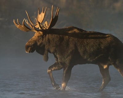 Sunrise Wildlife Tour in Grand Teton National Park
