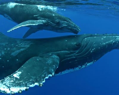 Whale Watch Cruise with Naturalist