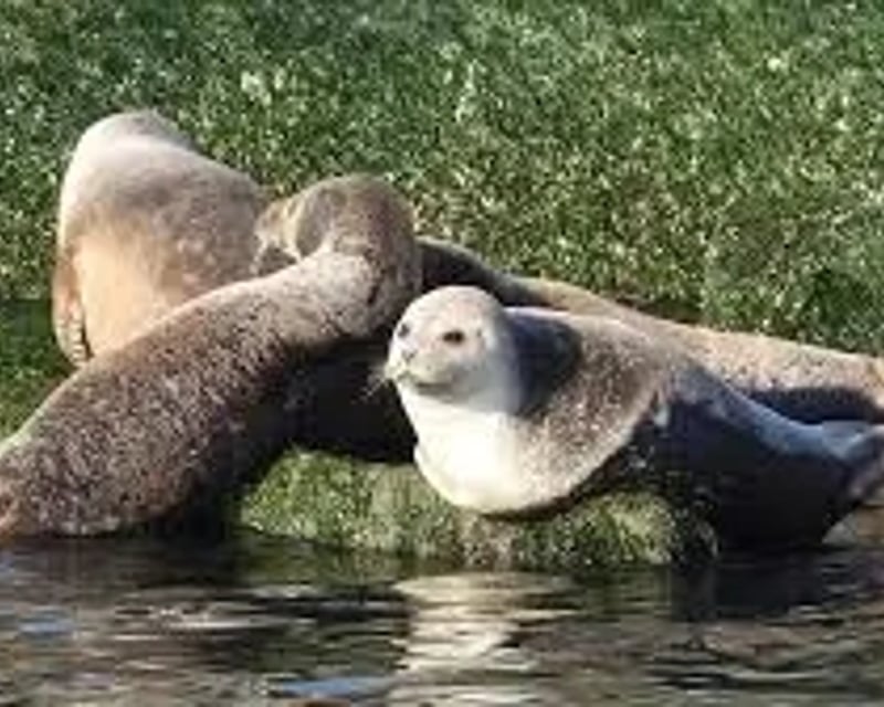 Winter Seal Watching Cruise on Delaware Bay From Lewes