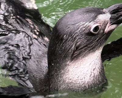 Penguin Pool Splash Experience In North Georgia