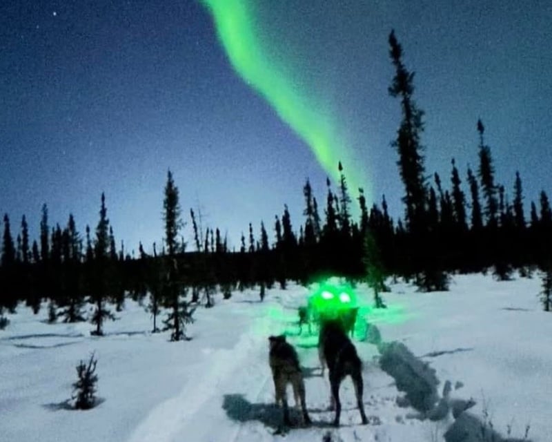 Private Moonlight Dog Sled Ride & Aurora Viewing in Salcha