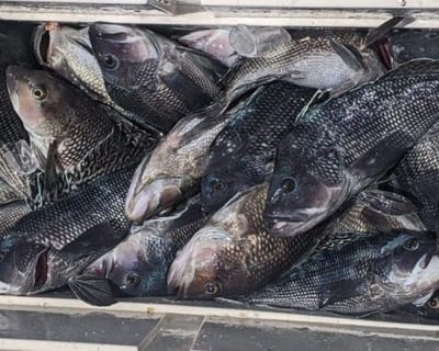 Belmar Bluefish Fishing Charter