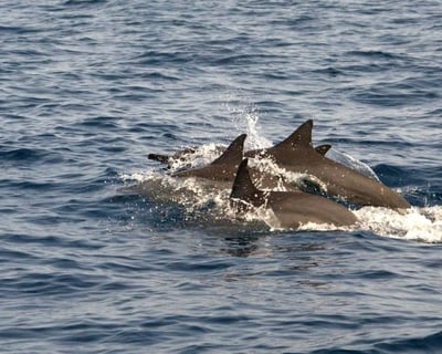 Kealakekua Bay Snorkel & Dolphin Watch Tour