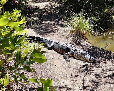 Explore Everglades Airboat Ride & Shark Valley Tram Tour
