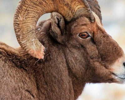 Winter Wildlife Safari in Grand Teton National Park