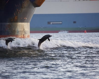 Dolphin Watching Cruise in Charleston Harbor