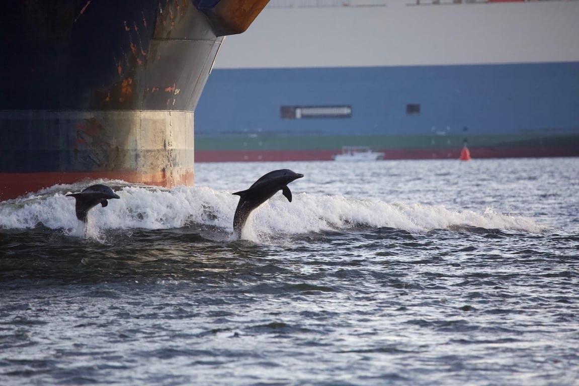 Dolphin Watching Cruise in Charleston Harbor