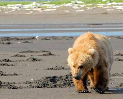 Guided Bear Viewing Flight to Katmai From Homer
