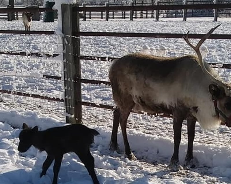 Guided Holiday Reindeer Farm Tour in Auburn, Indiana