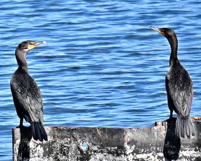 Explore New Orleans Lakefront Wildlife Walking Tour