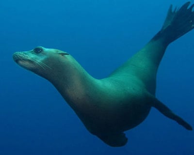 Practice a 1-Tank Scuba Refresher Dive in Avalon
