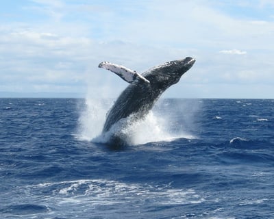 Grand Wailea Whale Watch Outrigger Tour