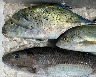 Live Bait Bottom Fishing Charter in Haleiwa