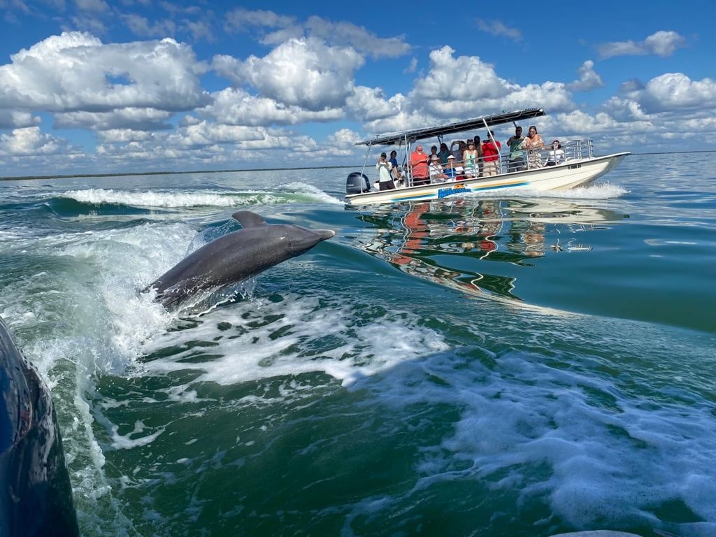 Private Dolphin Tour from Marco Island