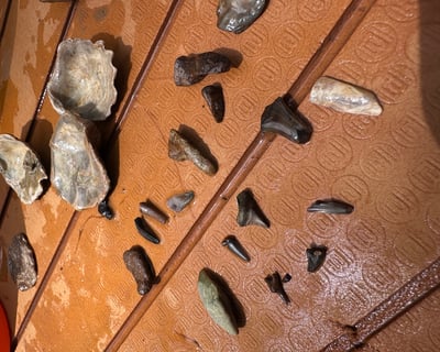 Shark Tooth Paddle Tour in Sherman