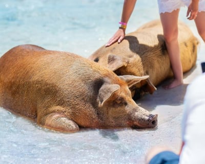 Nassau Swimming Pigs & Snorkeling Cruise
