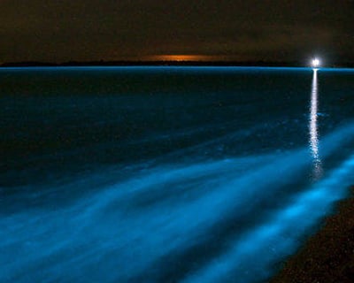 Bioluminescence Tour in Merritt Island