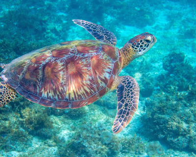 Snorkel & Swim Turtle Canyon From Honolulu