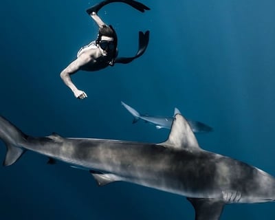 Cage-Free Shark Dive on Oahu's North Shore