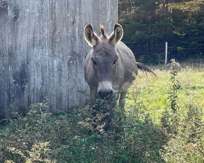 Donkey Pasture Visit in Searsport