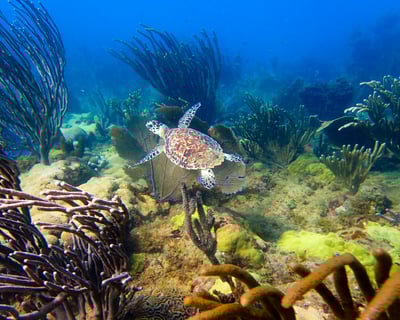 Learn to Scuba Dive in Rincon with PADI Pro